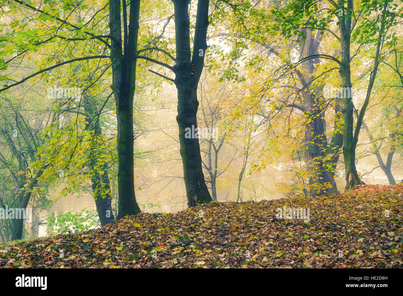 Autumn forest park at the river bank in the morning fog Stock Photo - Alamy