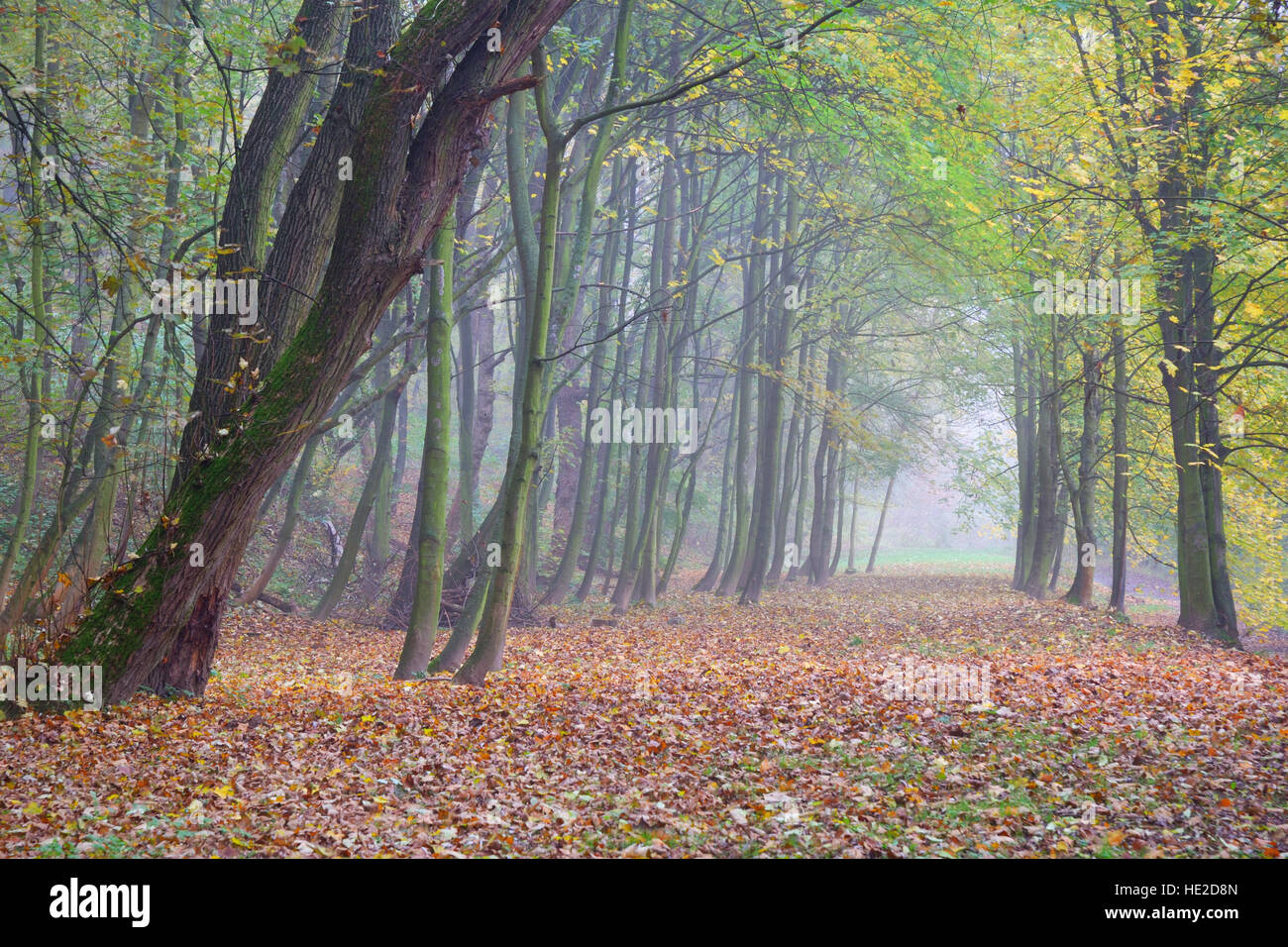 Autumn forest park in the morning fog Stock Photo - Alamy