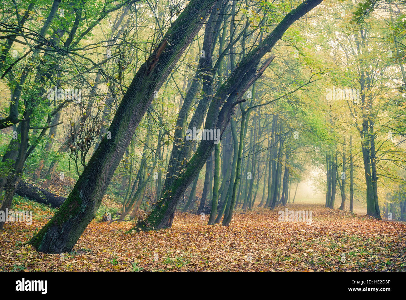 Autumn forest park in the morning fog Stock Photo - Alamy