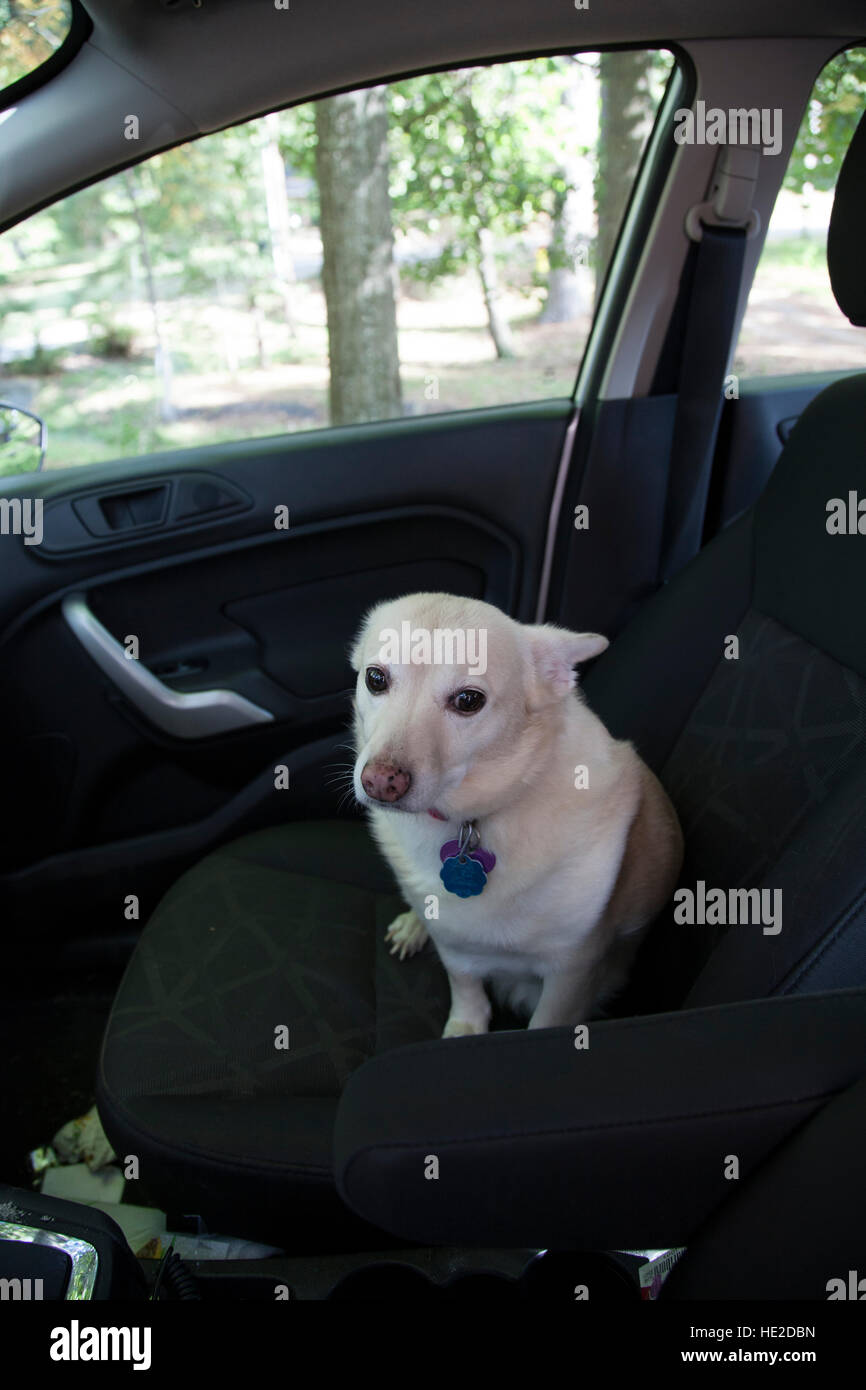 Dog in car seat looking guilty Stock Photo Alamy