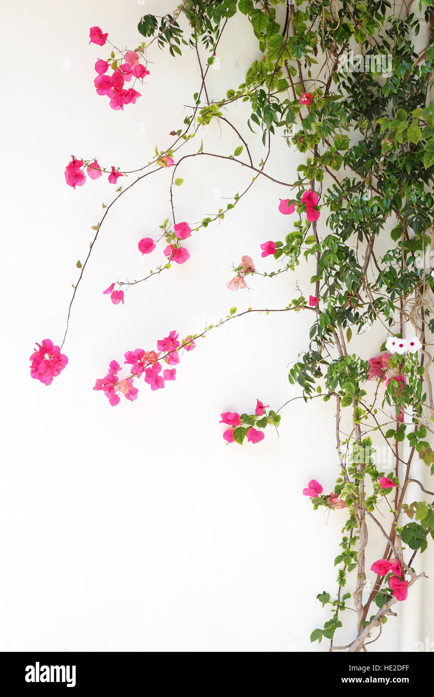 Bougainvillea flower red blossoms on a white wall Stock Photo
