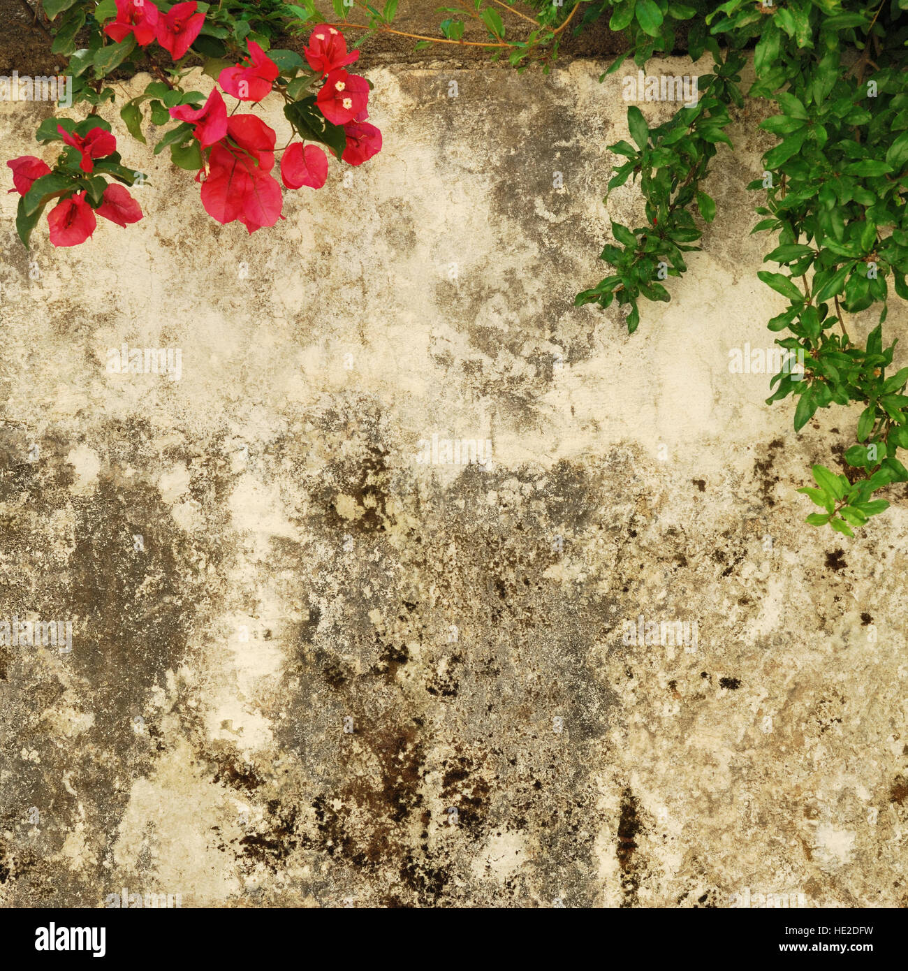 Old weathered and dirty wall with flowers of bougainvillea Stock Photo