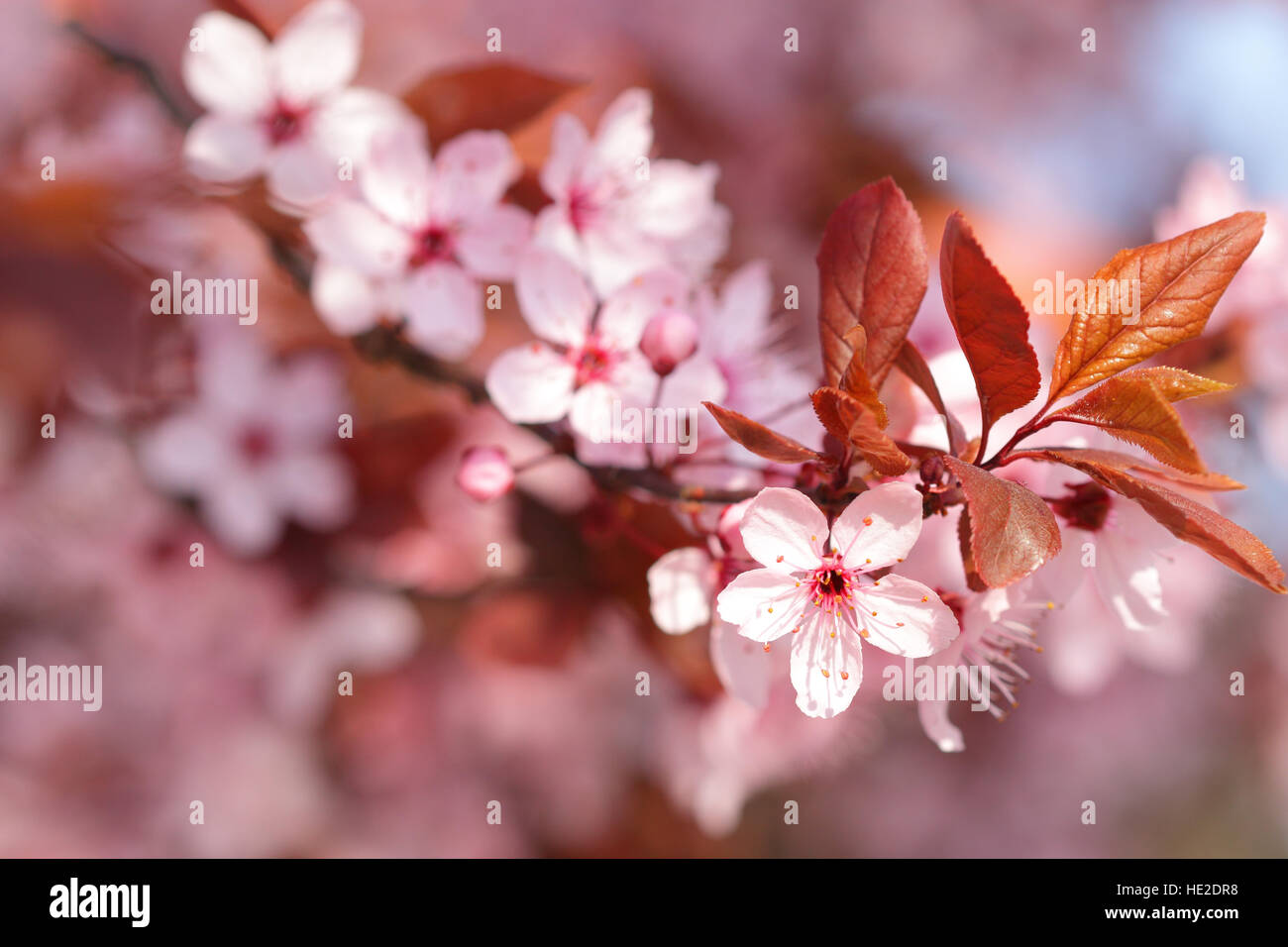 Colorful blooming tree in springtime season Stock Photo - Alamy