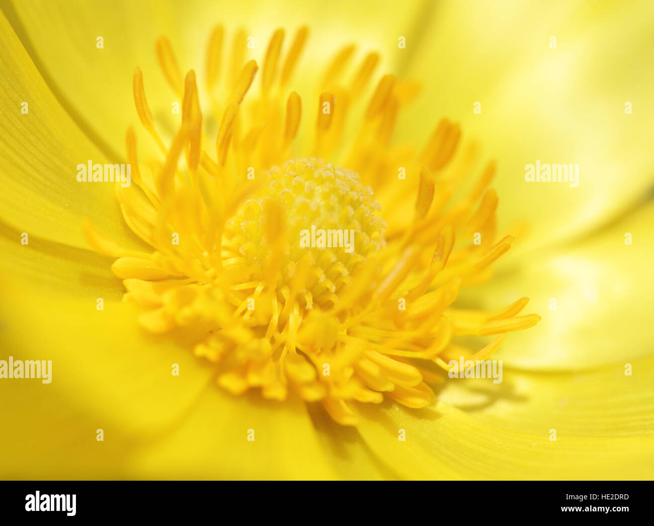 Yellow pheasant's eye flower abstract background Stock Photo