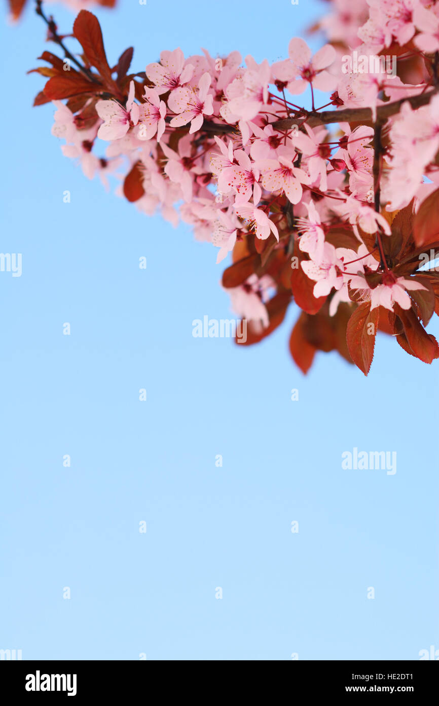 Sakura cherry tree branch with blossoms and blue sky background Stock ...