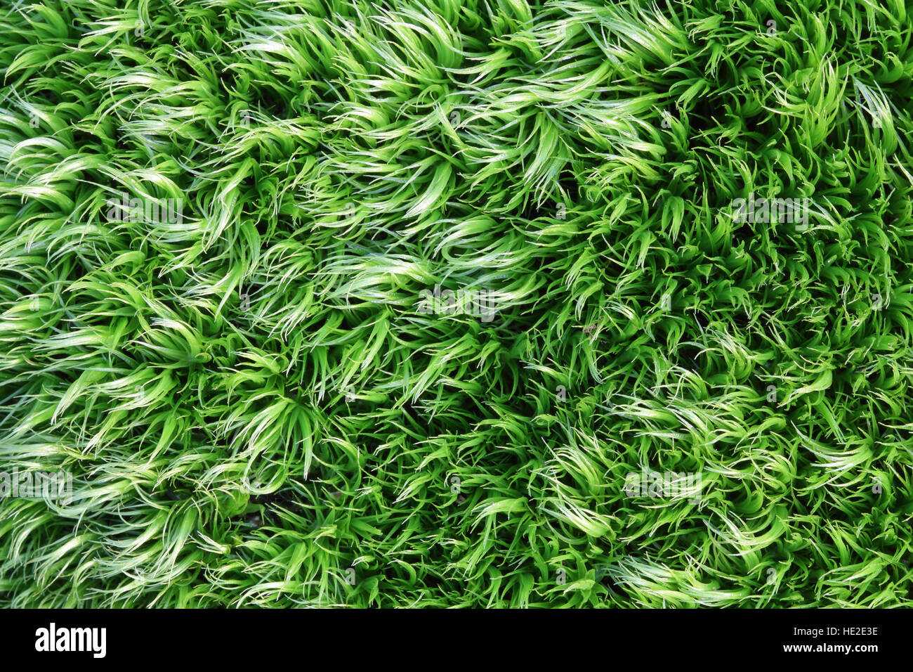 Fresh green fluffy moss hi-res stock photography and images - Alamy