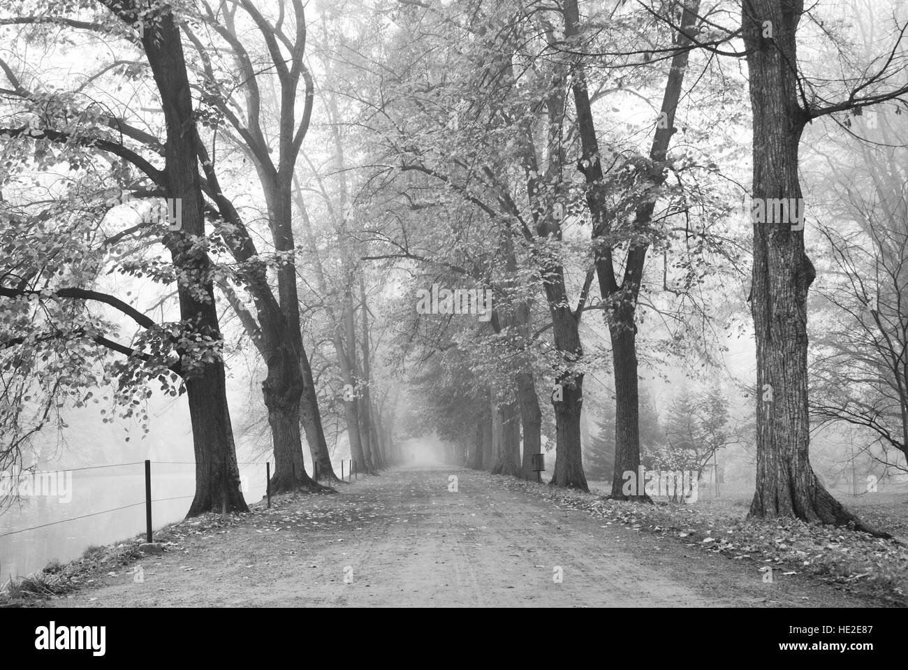 Forest park with a broad walk path in black and white Stock Photo - Alamy
