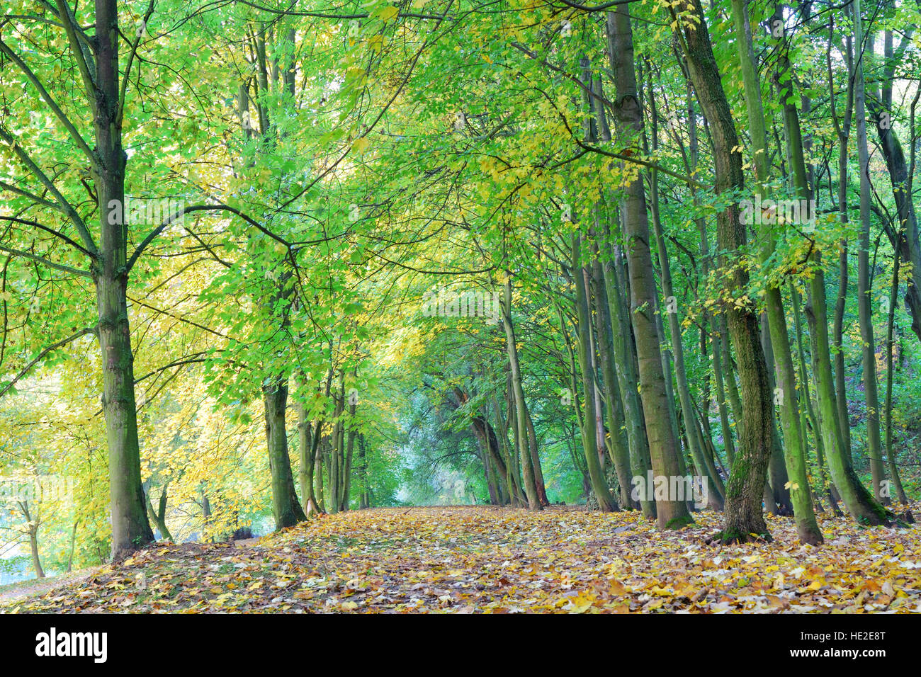 Forest park alley of trees in autumn colors Stock Photo - Alamy