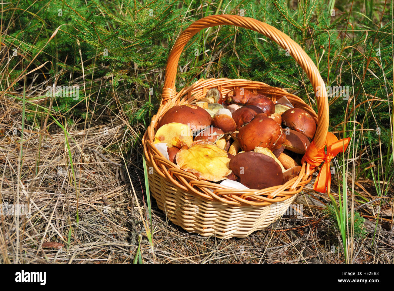 Basket of fresh mushrooms picked in forest Stock Photo