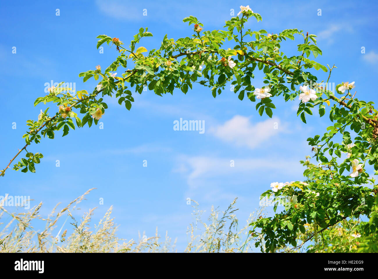 Wild rose branch blooming in springtime Stock Photo Alamy