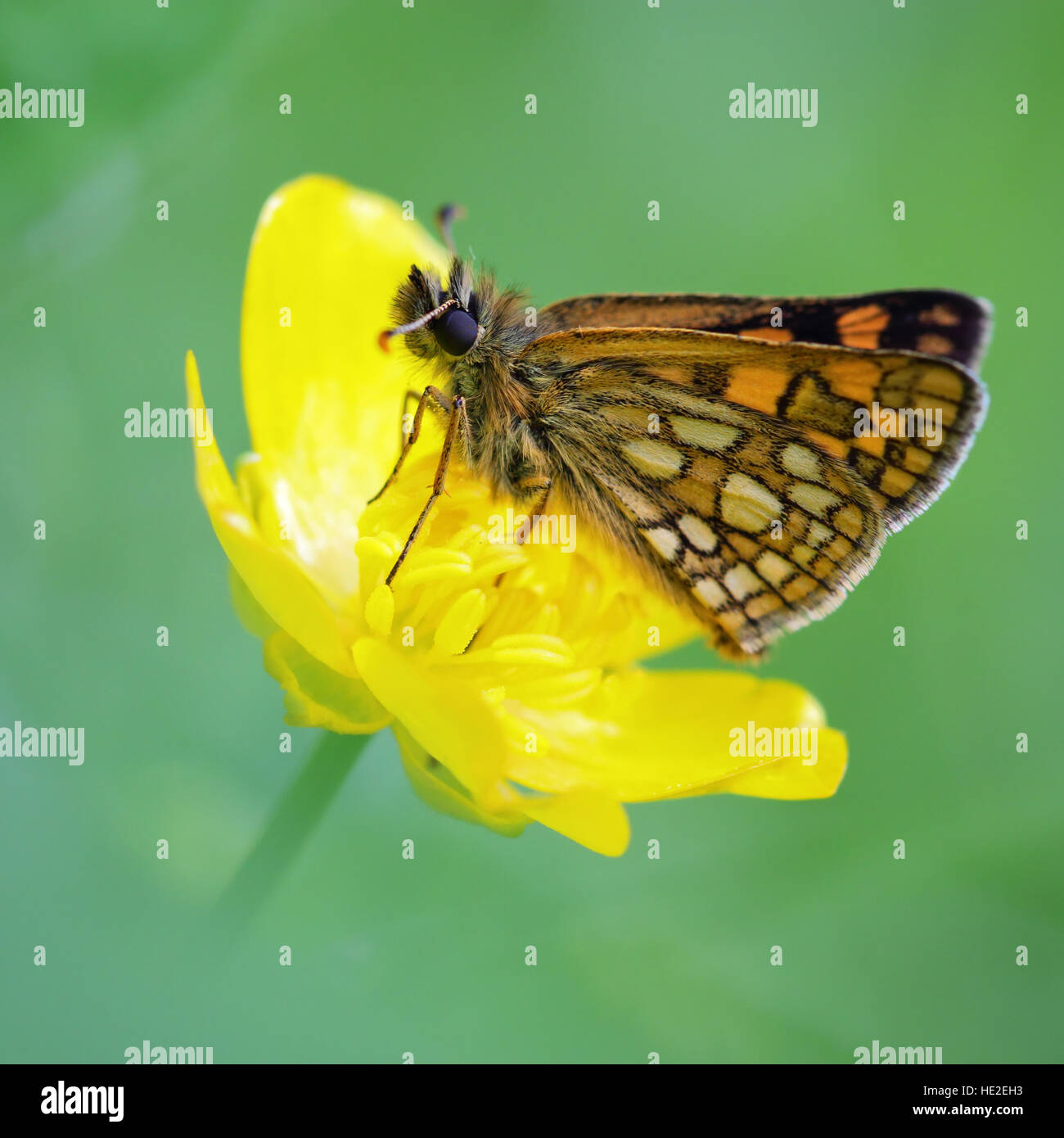 Chequered Skipper butterfly sitting on a flower in spring Stock Photo