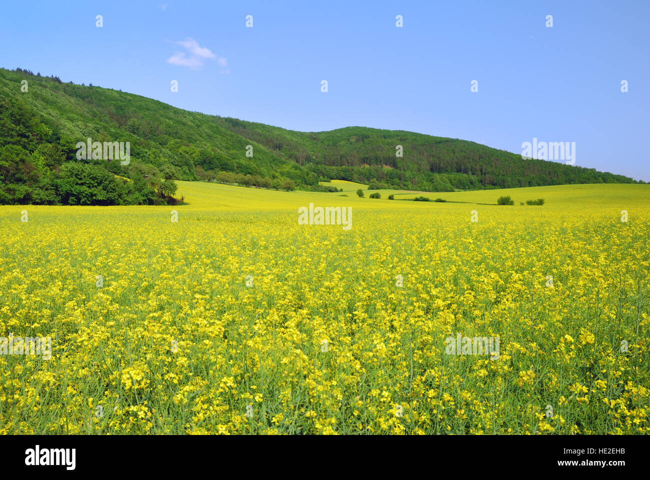 Yellow field rapeseed in bloom with blue sky Stock Photo - Alamy