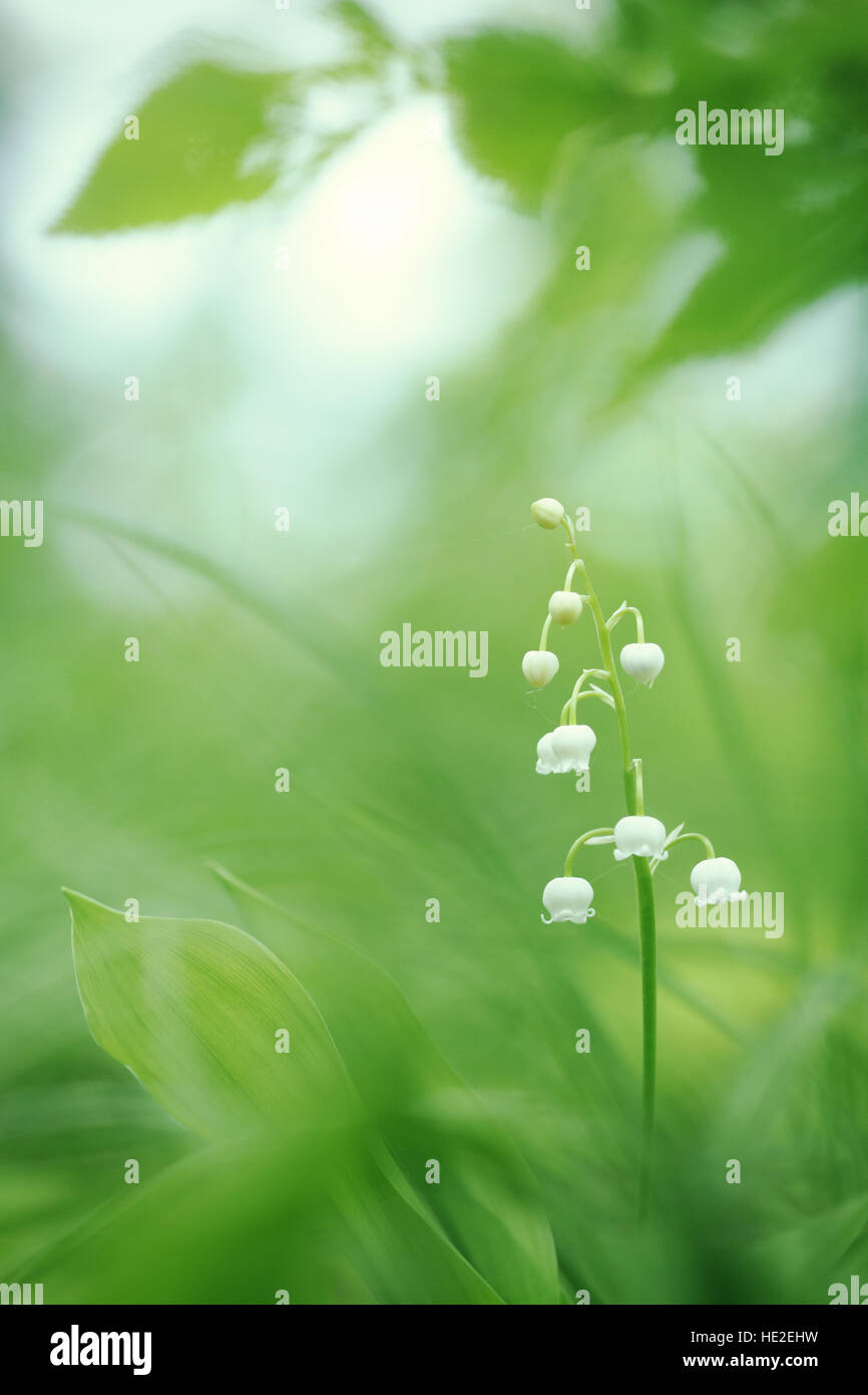 Lily artwork hi-res stock photography and images - Alamy