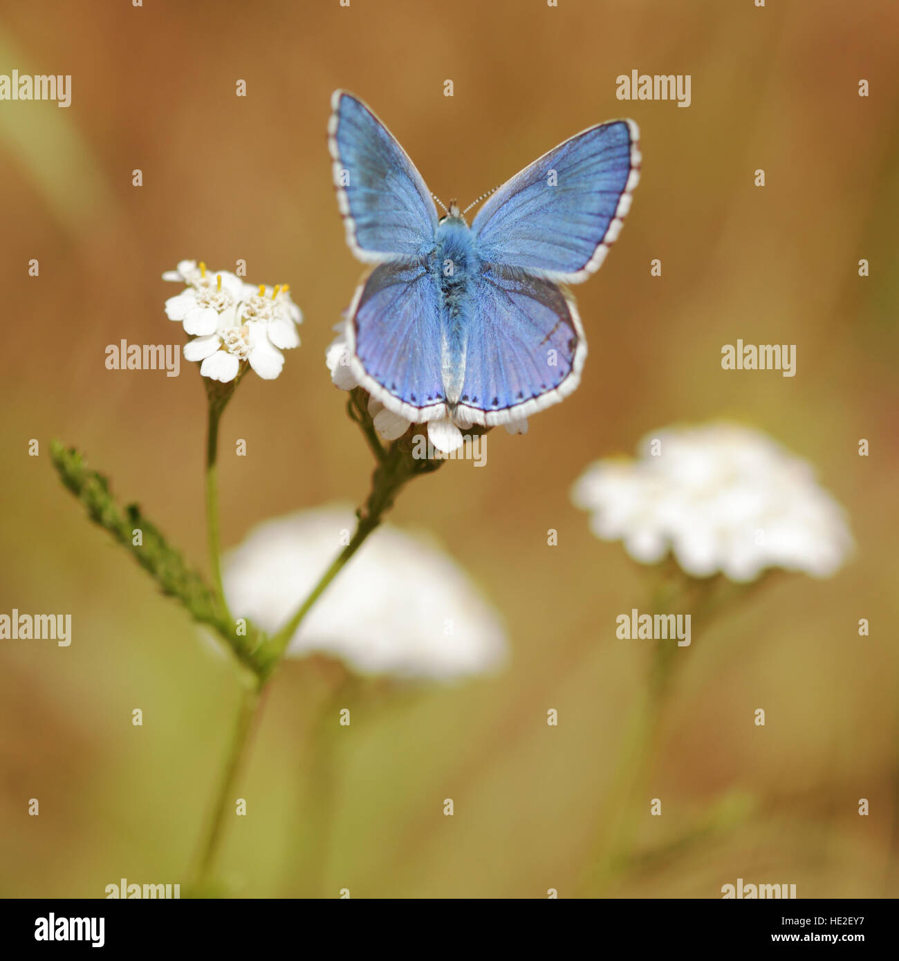 Adonis Blue Butterfly Macro Stock Photo