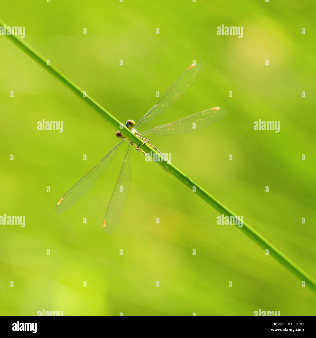 Small Emerald Damselfly Spreadwing hiding behind a stem Stock Photo - Alamy
