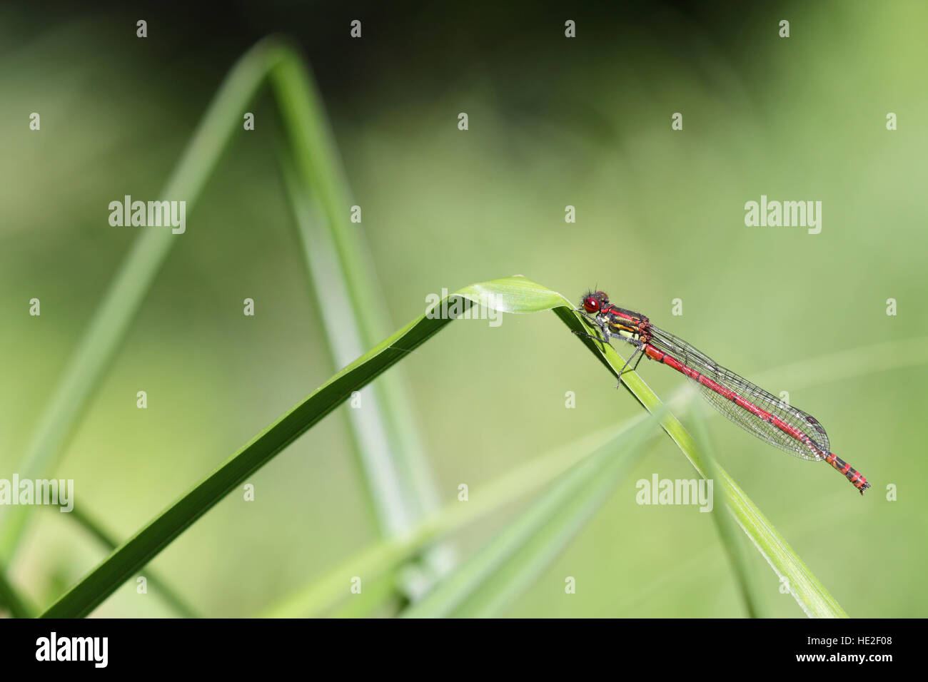 Large Red Damselfly sitting on a green plant Stock Photo - Alamy