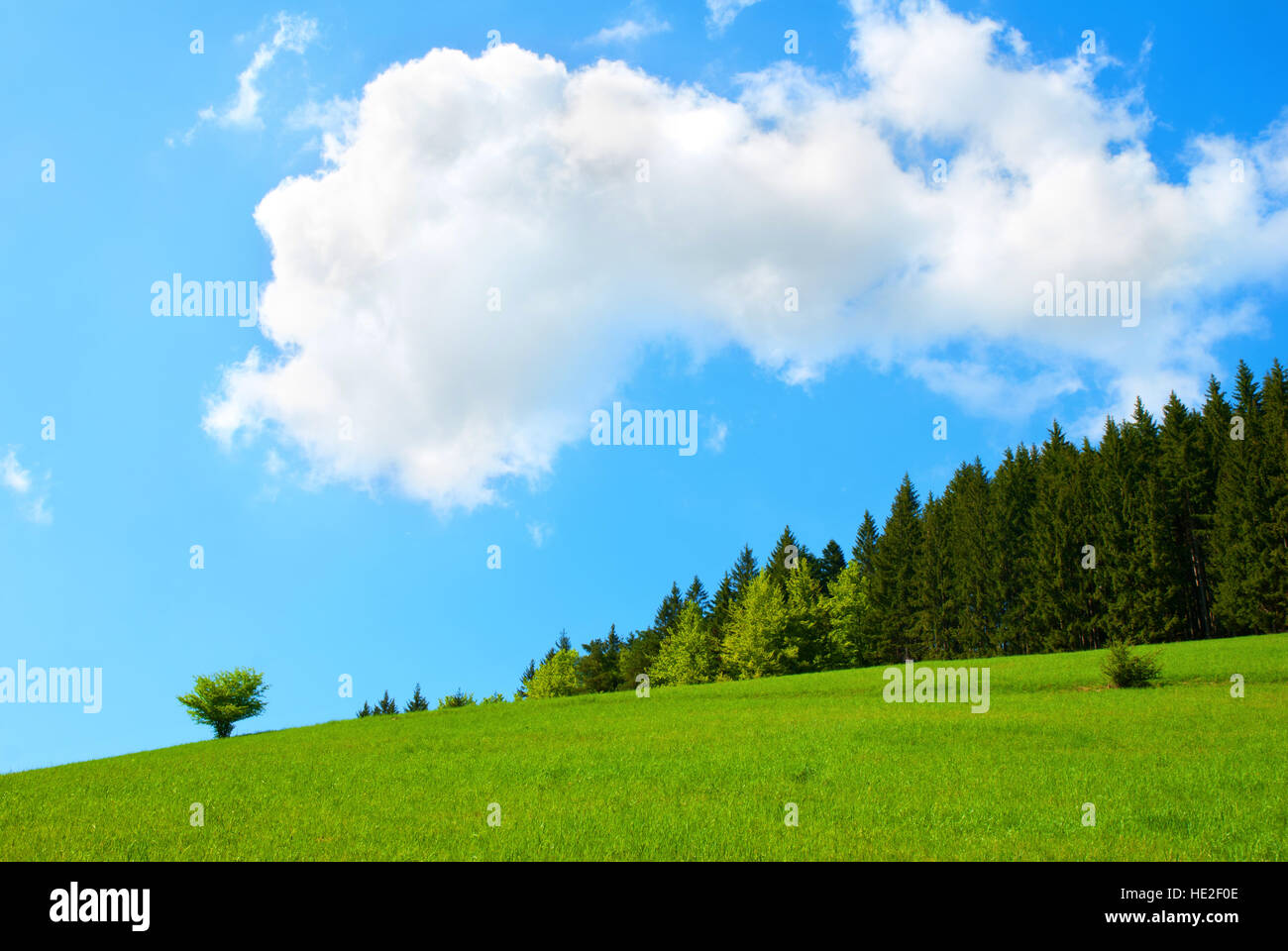 Green Tree in Field and Blue Sky with White Clouds Stock Photo - Alamy