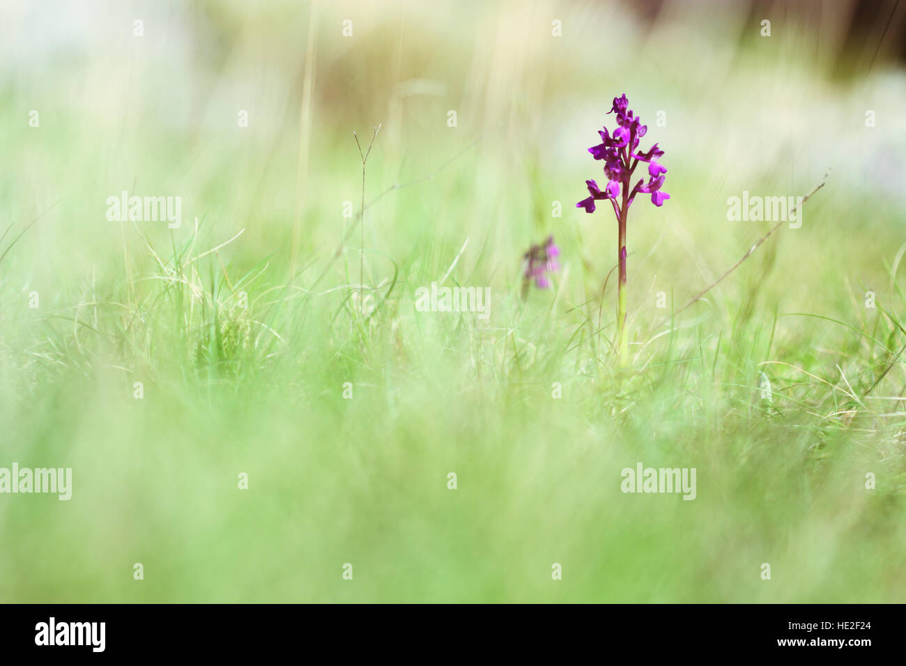 Small purple orchid flower in grass in springtime Stock Photo