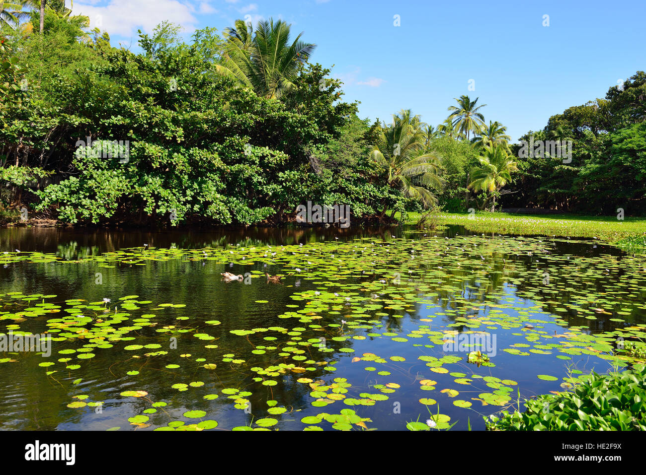 tropical lilies on the lake during a bright day in Hawaii Big Island