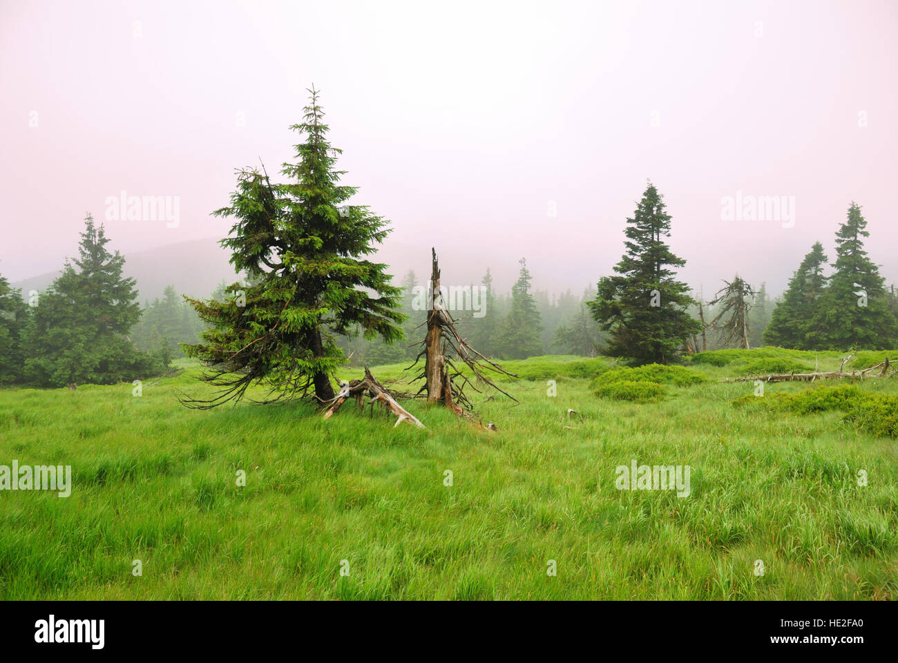 Dense crown spruce tree hi-res stock photography and images - Alamy
