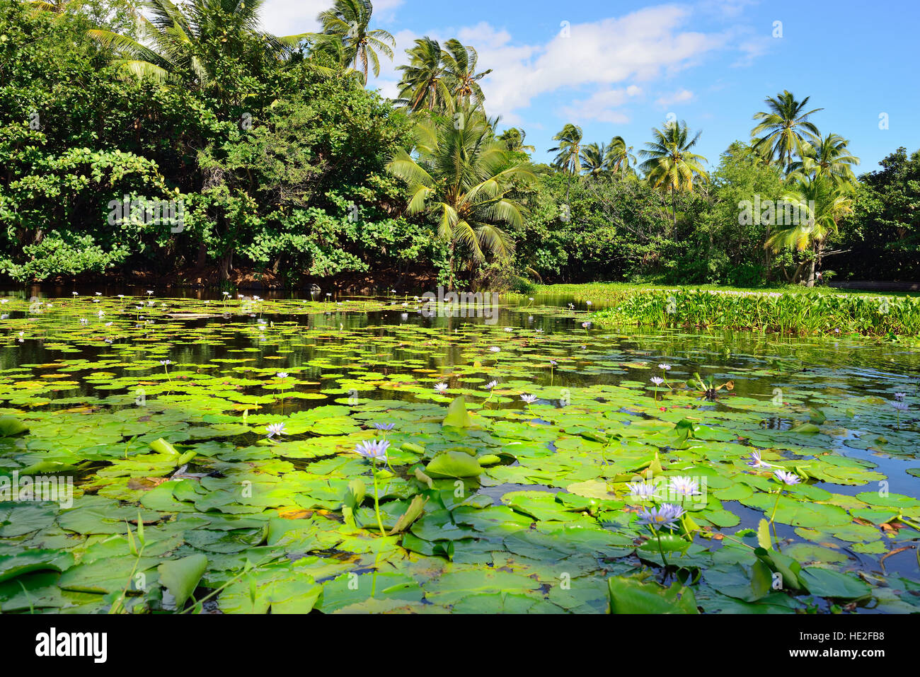 tropical lilies on the lake during a bright day in Hawaii Big Island