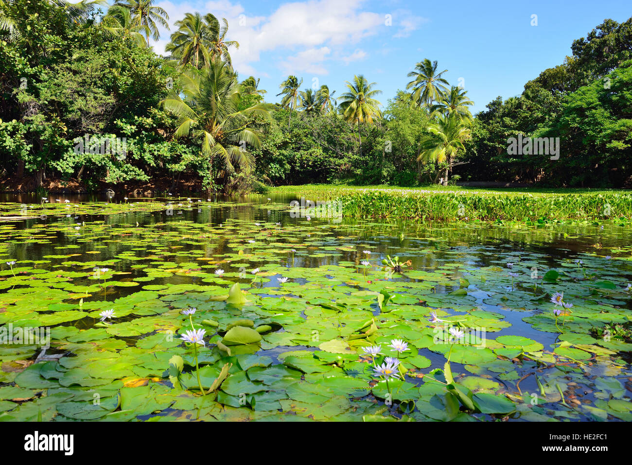 Green lake hawaii hi-res stock photography and images - Alamy