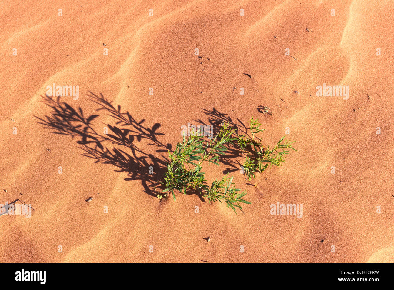 Plants on pink sands, background. Stock Photo