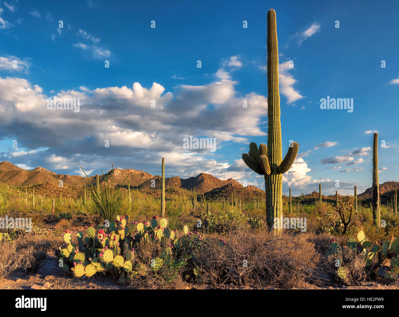 Beautiful Desert Saguaro Cactus Stock Photo - Alamy