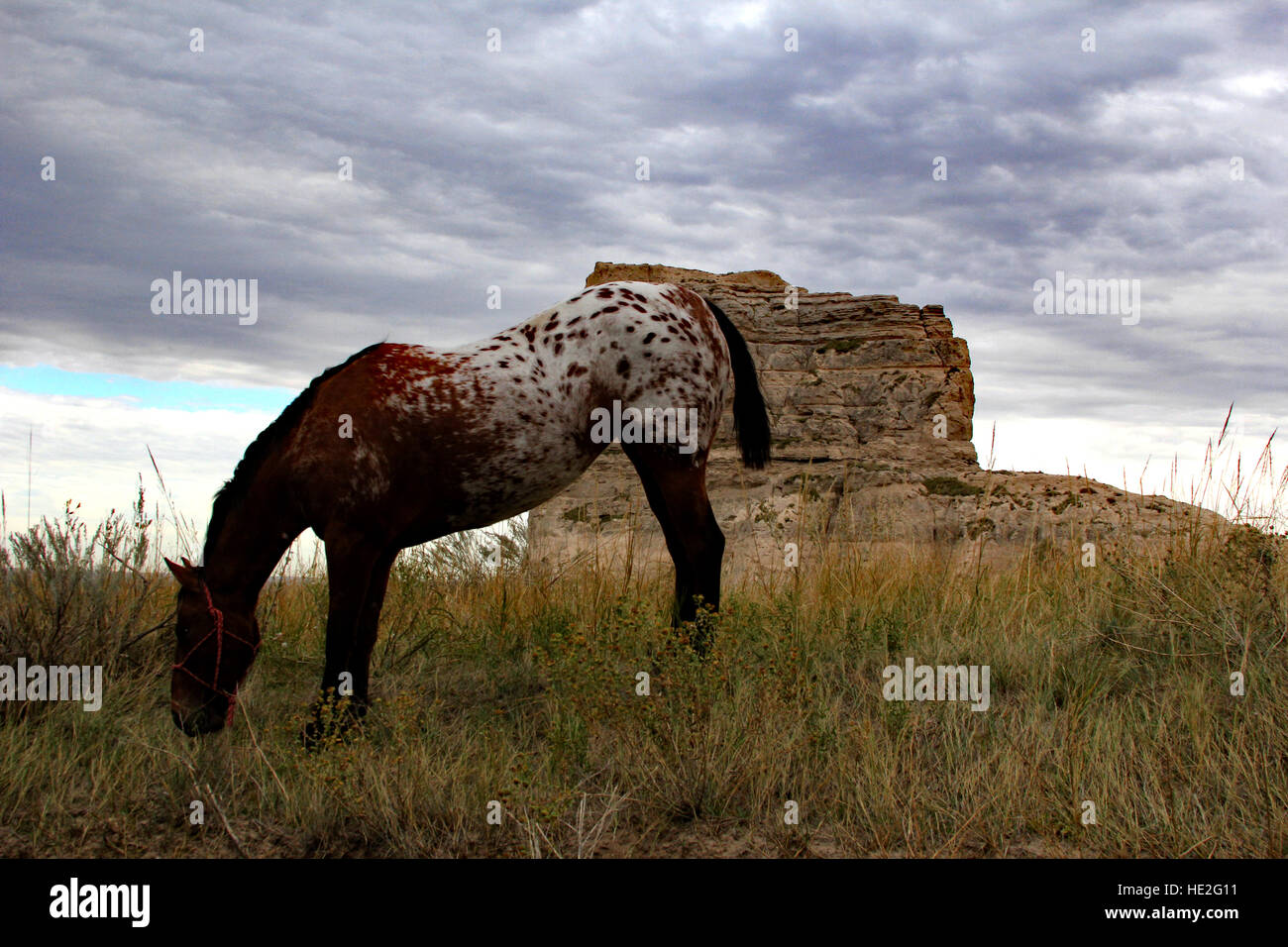 Horse grazes in front of Courthouse and Jail Rocks in Nebraska , the first monumental bluffs pioneers found on Oregon Trail Stock Photo