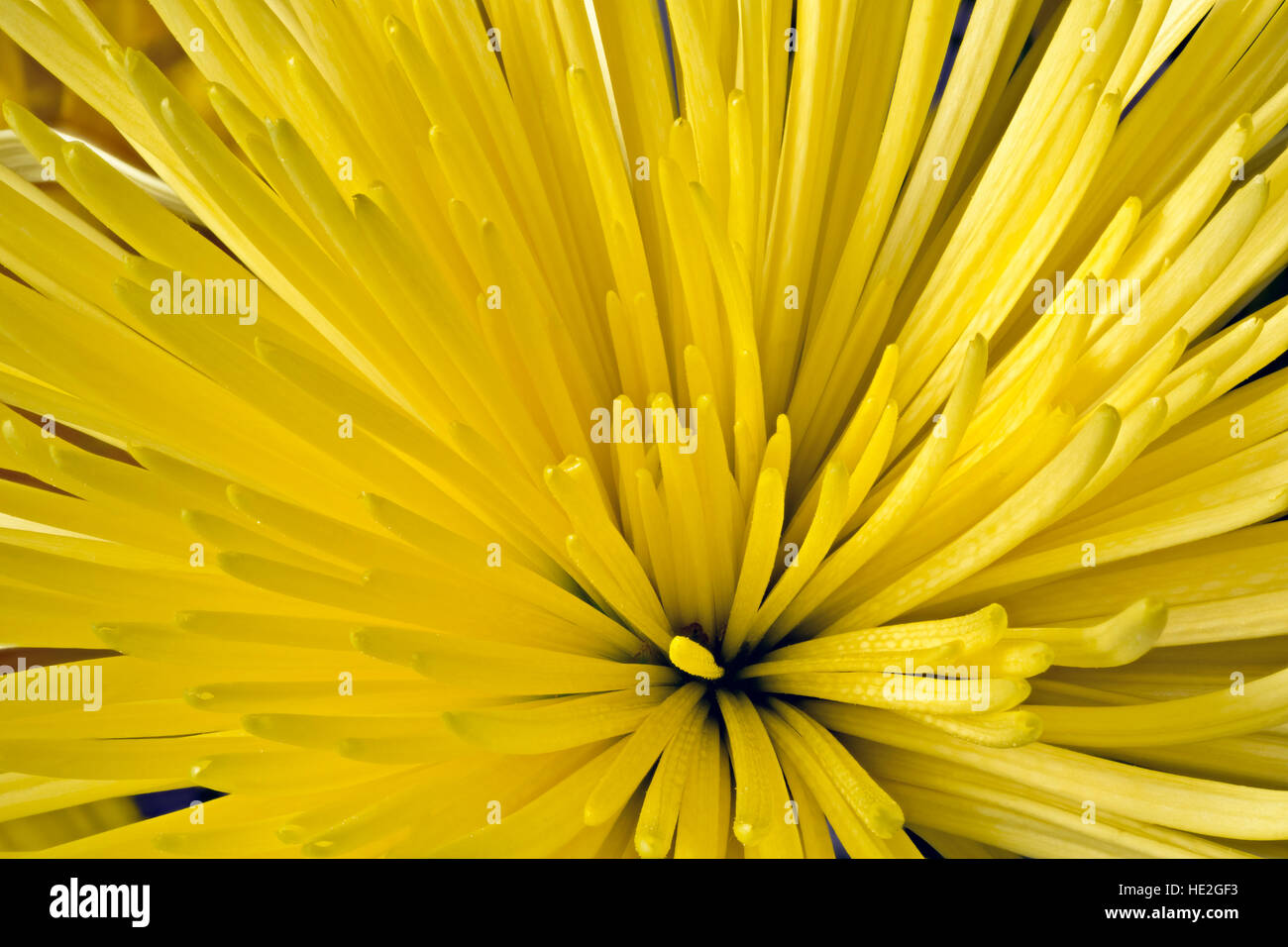 WA12985-00...WASHINGTON - Close-up look at a yellow dahlia. Stock Photo