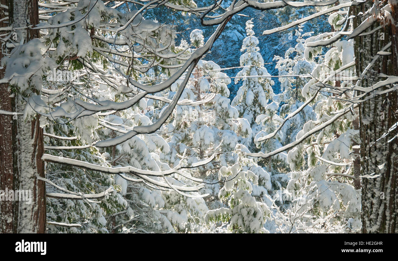 Winter snow scene in the Sierra Nevada Foothills of California Stock Photo