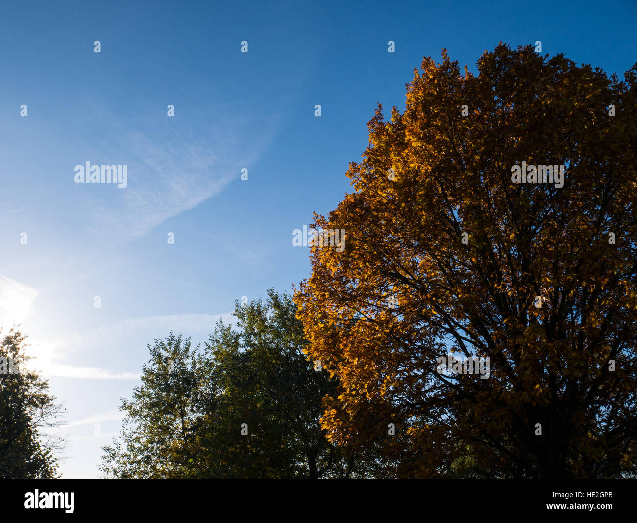 Sunlight, Trees in Autumn, Thames Path Reading, Berkshire, England, UK,GB. Stock Photo