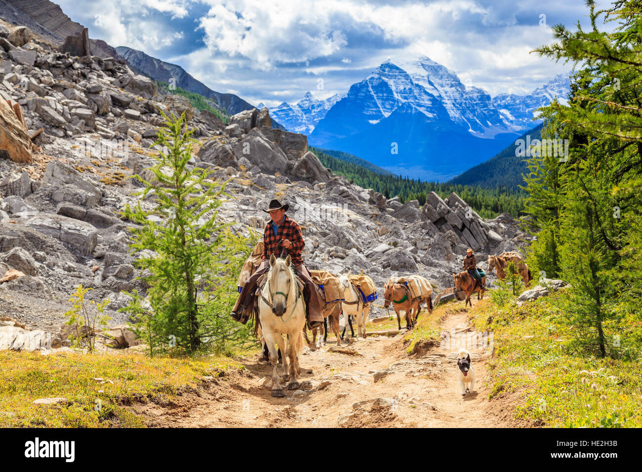 Pack horses carry supplies on a steep trail to Baker Creek Mountain Resort Skoki Wilderness Banff National Park  Alberta Canada Stock Photo