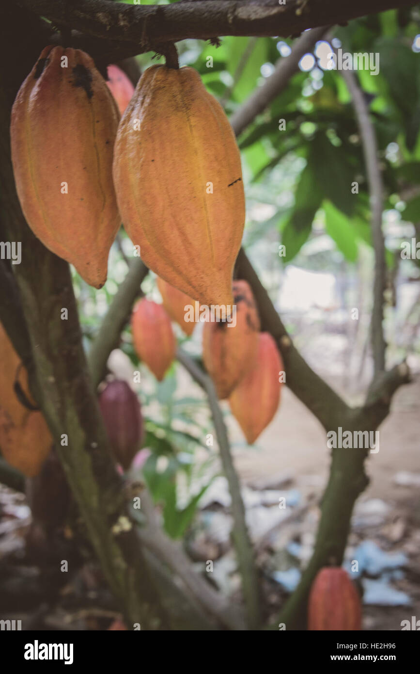 Mangoes in a tree in Vietnam Stock Photo
