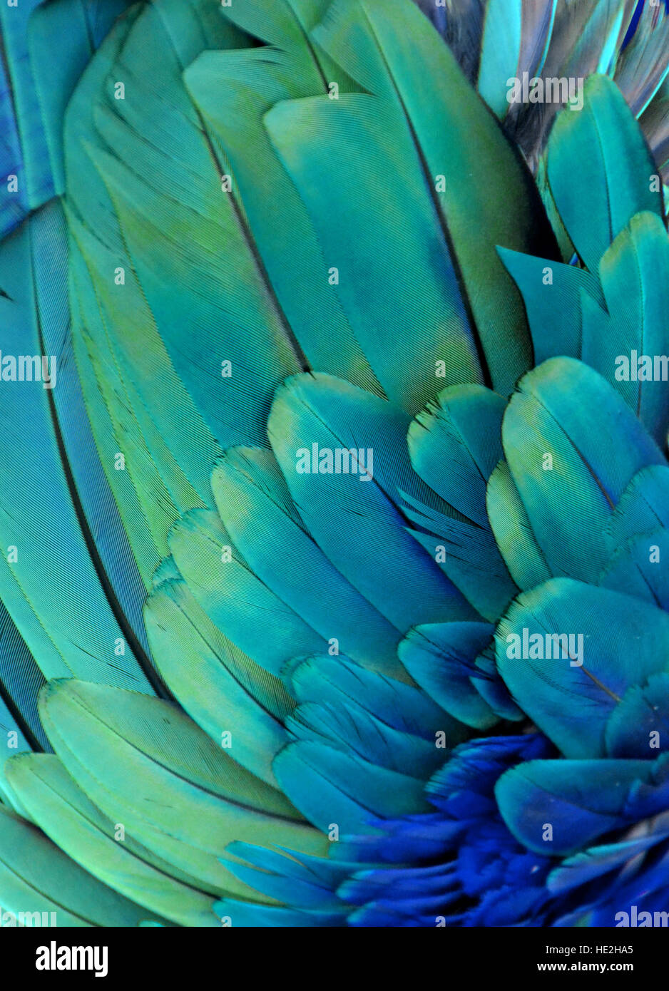 Blue and Green Macaw Feathers Stock Photo by ©MichaelFitzsimmons 77597126