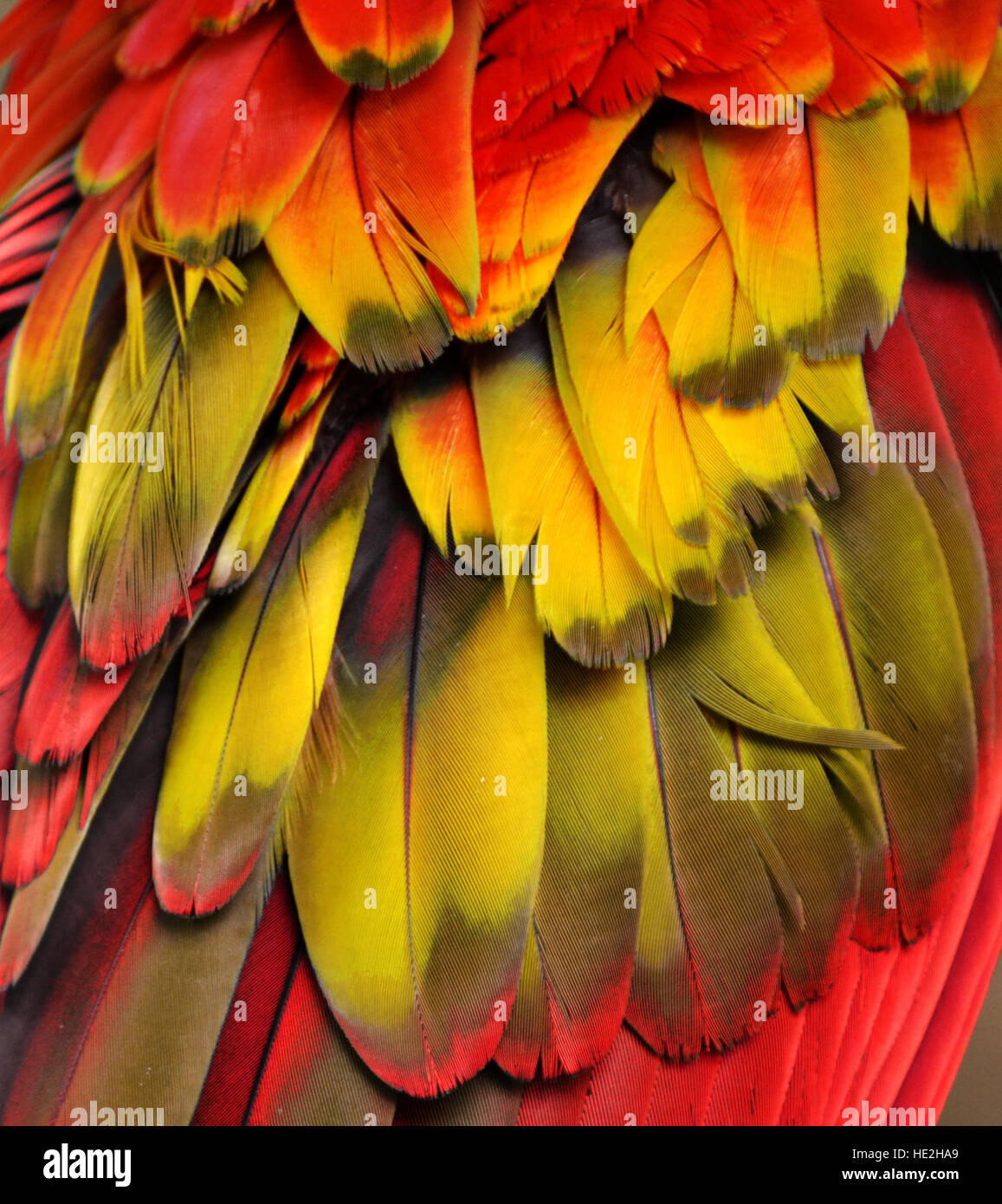 Yellow feathers hi-res stock photography and images - Alamy