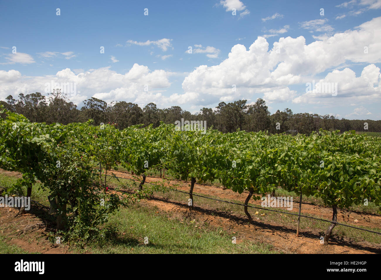 The Hunter Valley Wine region vineyards is a 2 hour drive north of