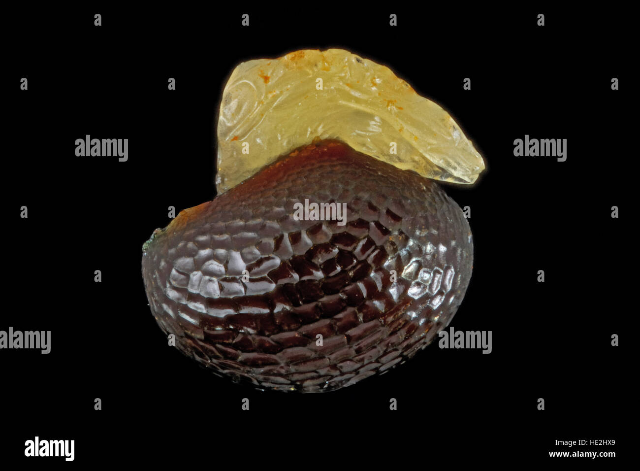 Chelidonium majus, Greater celandine, Schöllkraut, seed, close up, seed size 1.5 mm Stock Photo