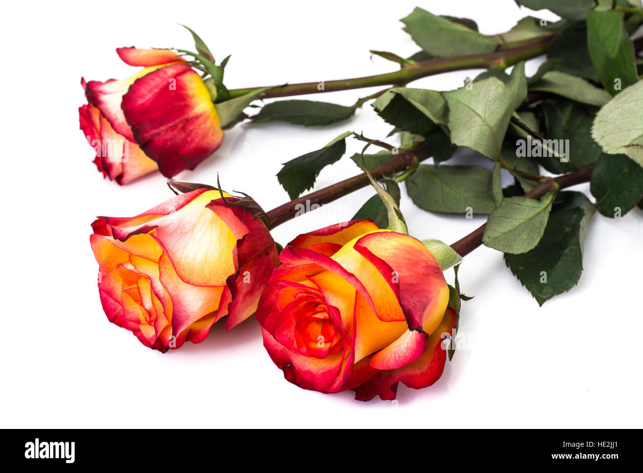 Roses on a white background Stock Photo - Alamy