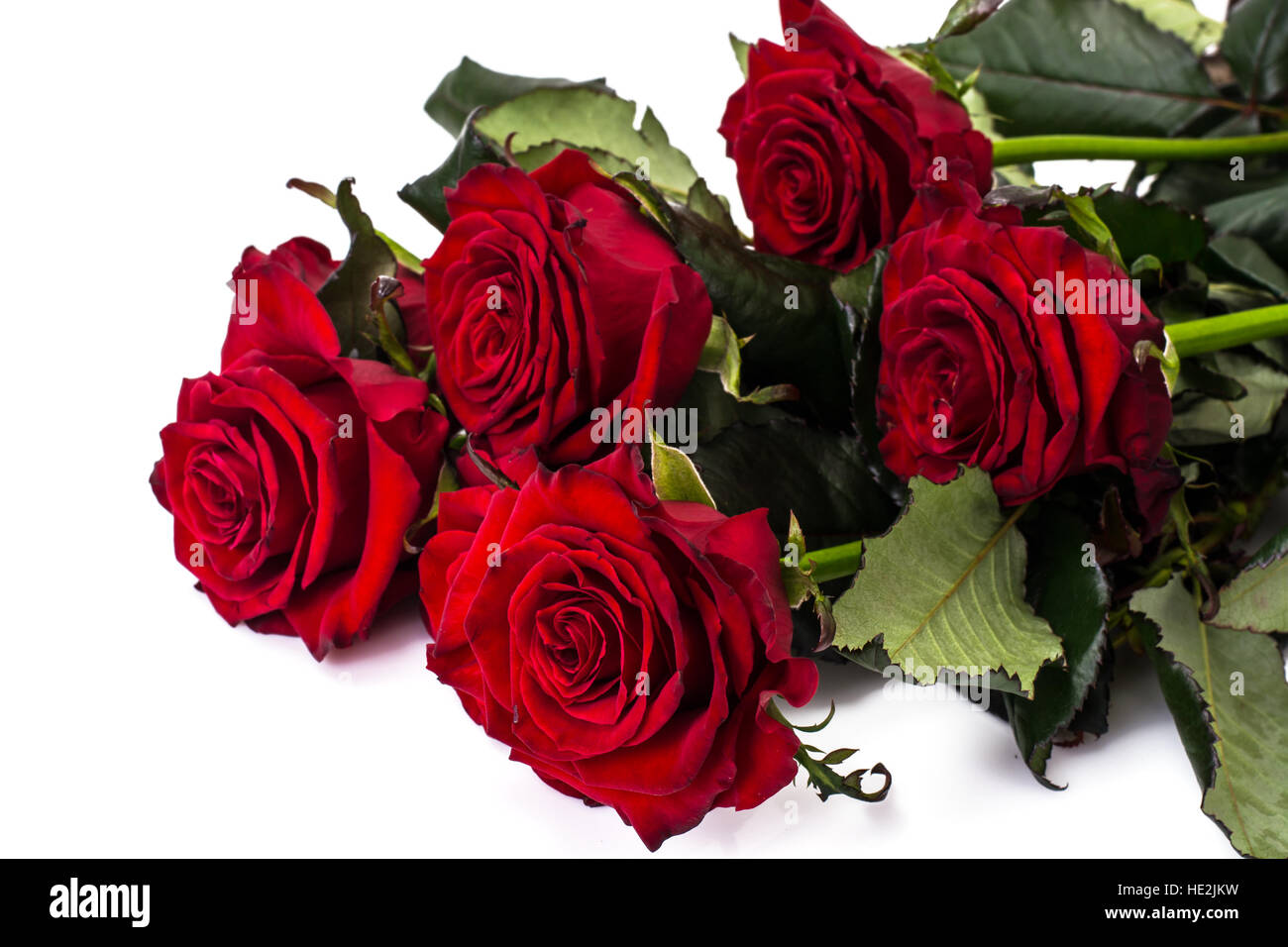 Roses on a white background Stock Photo - Alamy