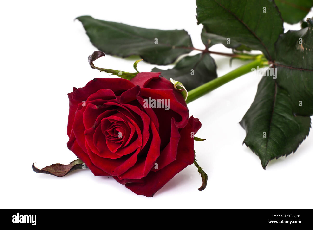 Roses on a white background Stock Photo - Alamy