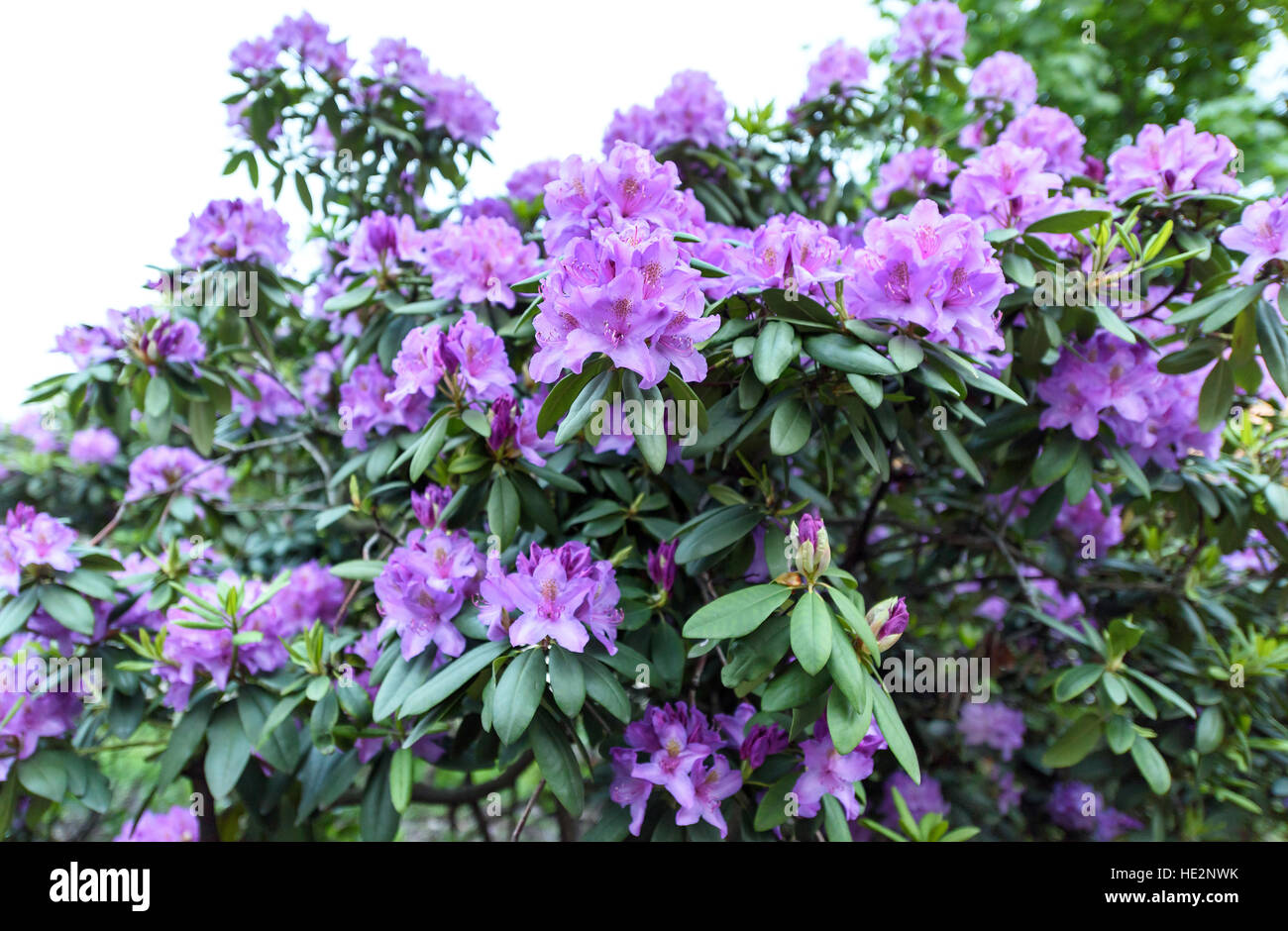 Photo of azalea indica happy days evergreen shrub with bright green foliage and purple violet blooming flowers Stock Photo