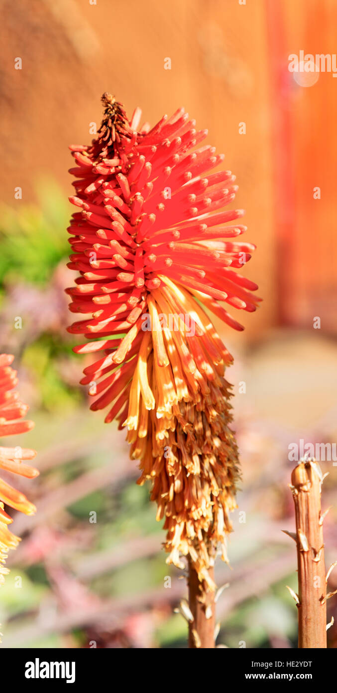 blur in south africa close up of the    red orange cactus flower and garden Stock Photo