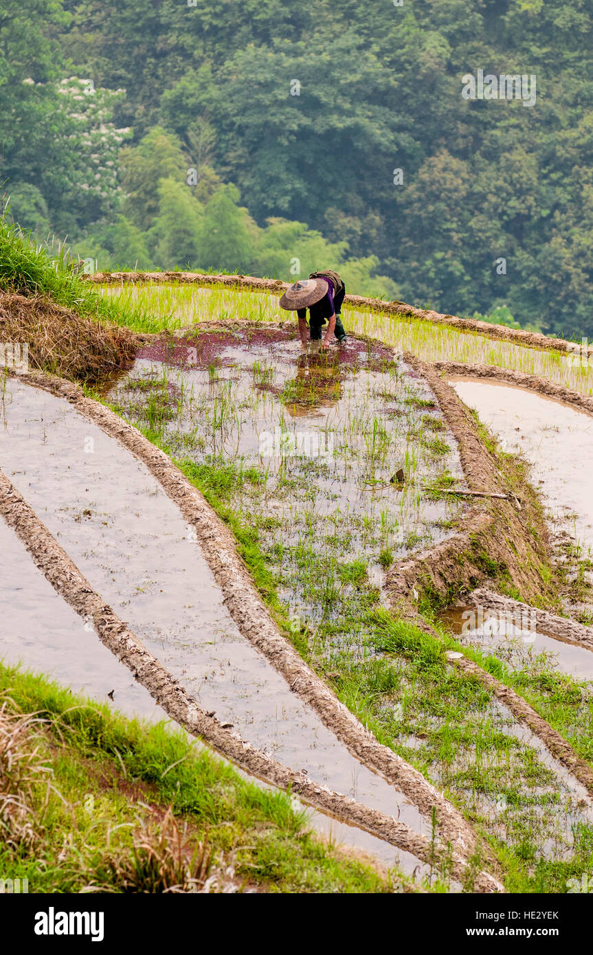 Farmer in Longsheng Longji Dragon Spine Rice Terraces paddies fields on hillside Longsheng, guilin, Guangxi, China. Stock Photo