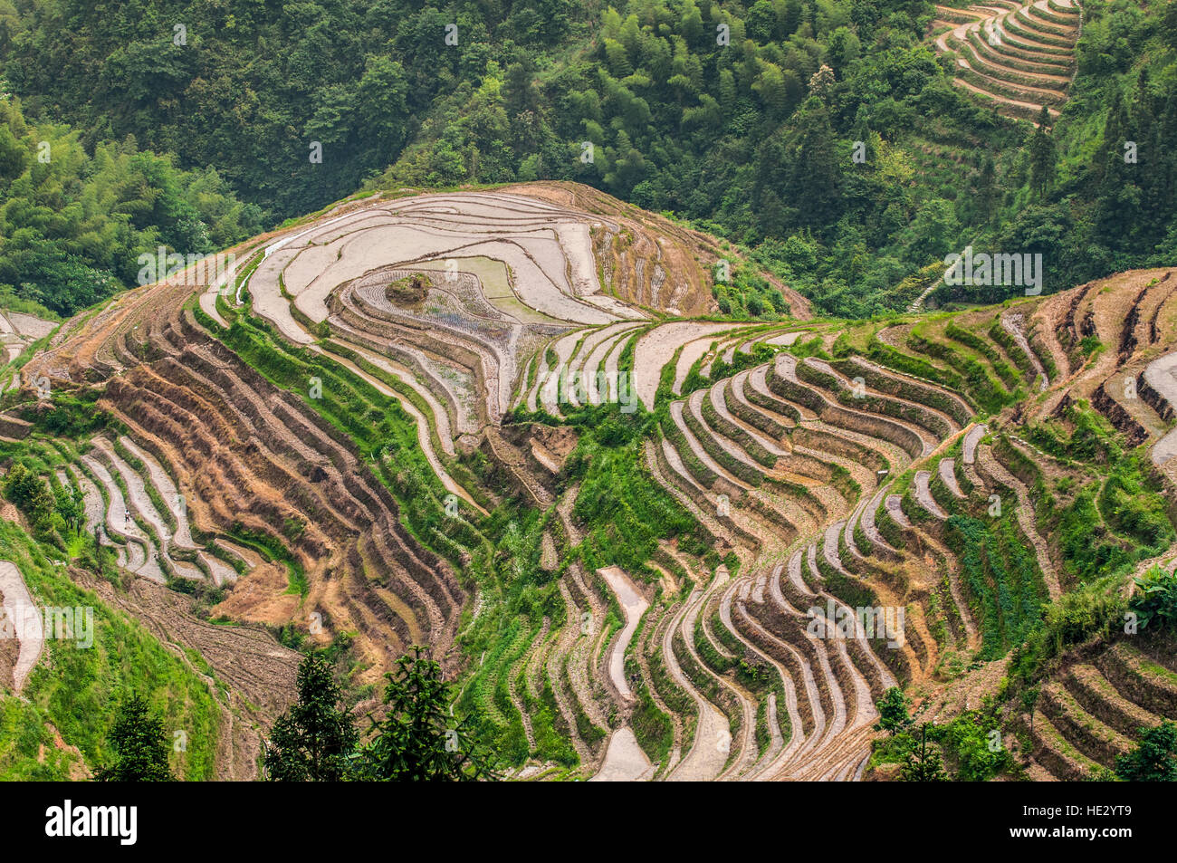 Longsheng Longji Dragon Spine Rice Terraces paddies fields on hillside Longsheng, guilin, Guangxi, China. Stock Photo