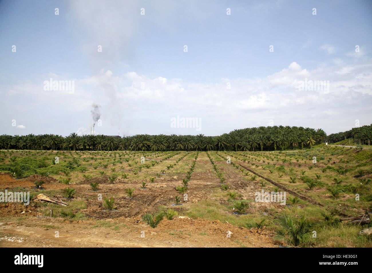 Palm Oil Plantation in Sabah, Borneo, Malaysia Stock Photo