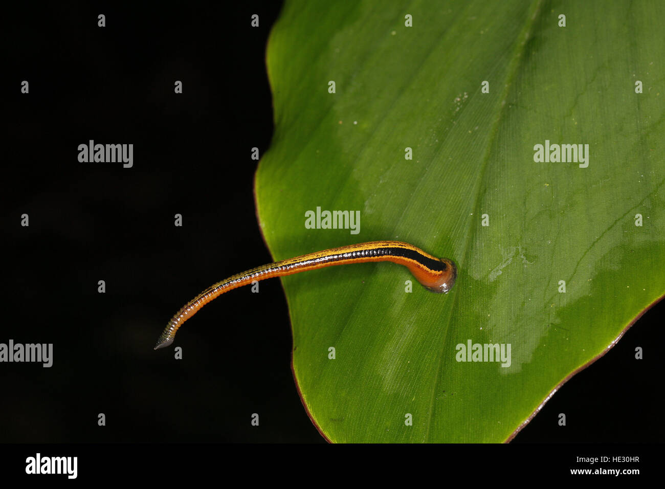 Tiger Leech, Haemadipsa picta, on leaf Stock Photo