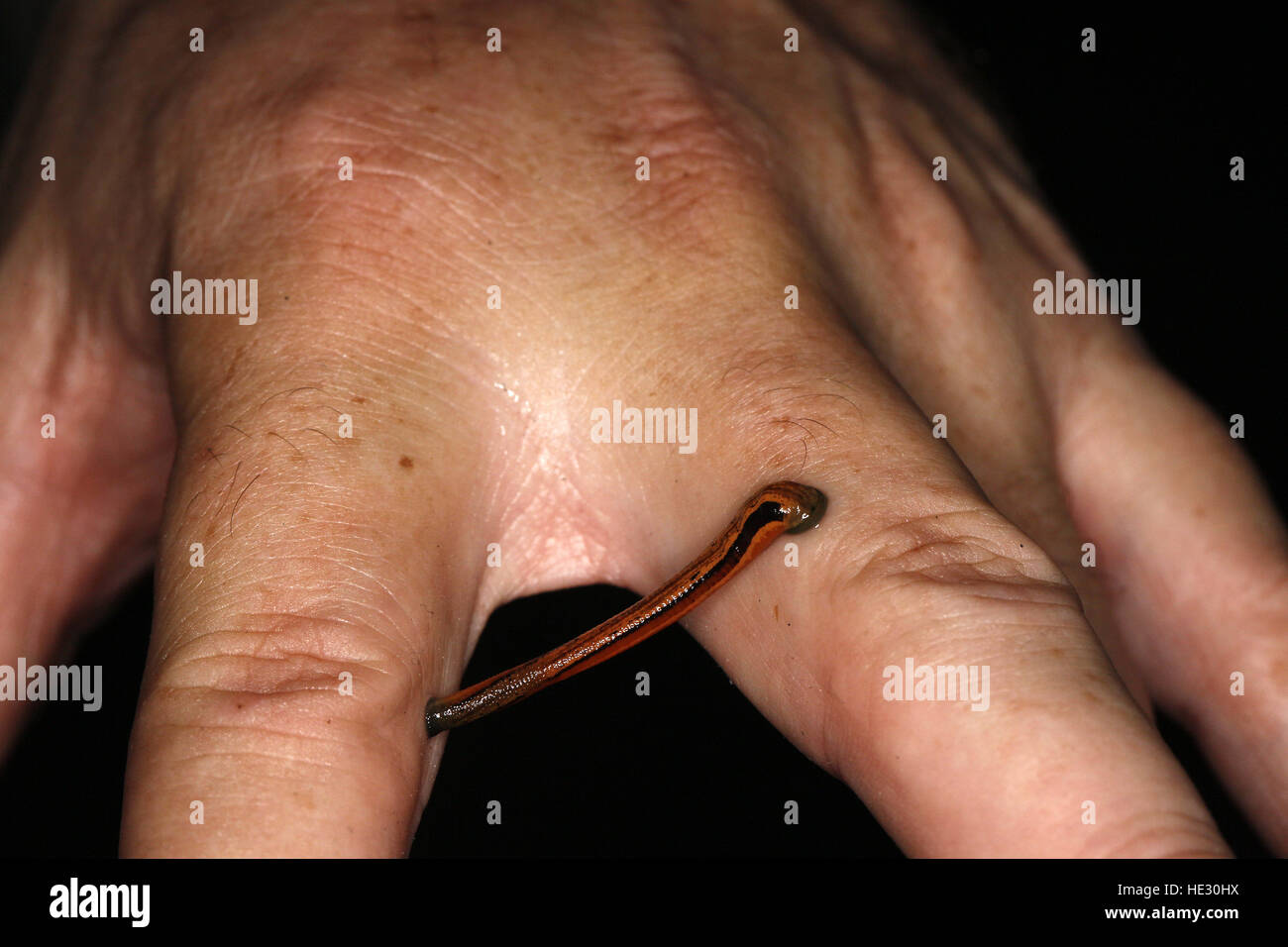 Tiger Leech, Haemadipsa picta, attached to hand Stock Photo