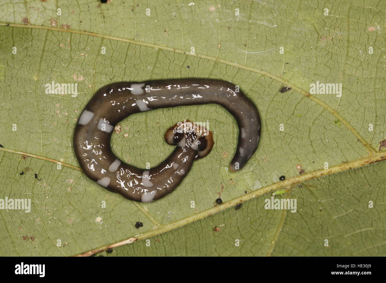Hammerhead flatworm hires stock photography and images Alamy