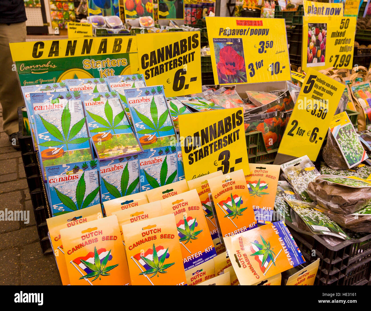 Growing conditions for germinating strain seeds indoor